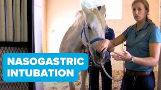 Equine Training Nasogastric Intubation [upl. by Otsirc]