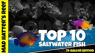 Top 10 Saltwater Fish for a 75 gallon Reef Tank [upl. by Machutte700]