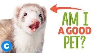 Are Ferrets Good Pets  Chewy [upl. by Hubble]