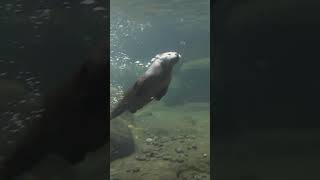 Otters Playing in Snow Adorable Winter Moments [upl. by Larual964]