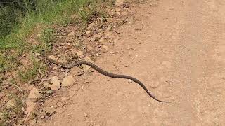 Tiger snake vs eastern brown snake [upl. by Manbahs]