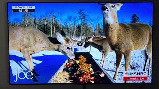 Deer Pantry makes MSNBC [upl. by Pulchia]