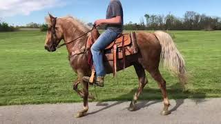 Tatum gorgeous golden palomino gaited gelding for sale [upl. by Mikael]