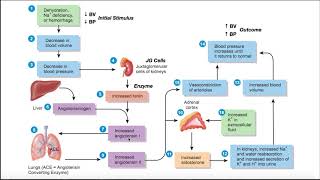 The ReninAngiotensinAldosterone RAAS Pathway EXPLAINED [upl. by Nodearb]