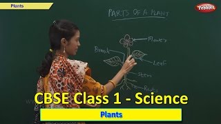 Plants  Class 1 CBSE Science  Science Syllabus Live Videos  Video Training [upl. by Ardnal]