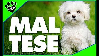 Top 10 Facts About Maltese Dogs 101 [upl. by Acirret]