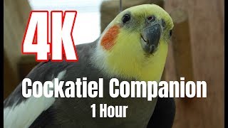 4K Cockatiel Companion 1 hour of Bird Sounds [upl. by Ivon]