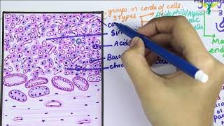 Histology of Pituitary gland \ Hypophysis Cerebri [upl. by Benioff]