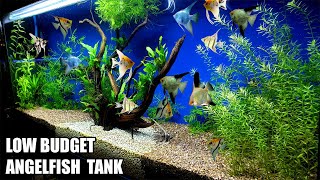 Build A Low Budget Planted Aquarium For Angelfish [upl. by Helms]