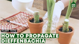 The Secret of Dieffenbachia Propagation  Dumb Cane Plant [upl. by Enidlarej]