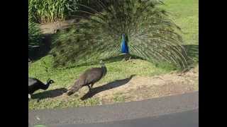 Peacock Mating 6 [upl. by Tijnar]