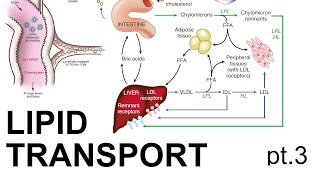 Lipid Transport Pt 3 [upl. by Noreg]