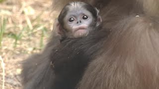 Black Snubnosed Monkey Born in Beijing Zoo [upl. by Brott]