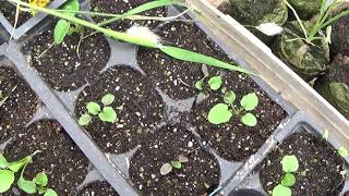 How To Sow Johnny Jump Up Seeds Johnny Jump Up Seedlings Update [upl. by Assel]