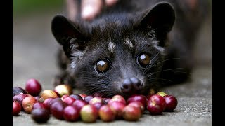 Musang Pandan  Asian palm civet [upl. by Wollis87]