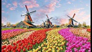 The Worlds Biggest Flower Garden in Amsterdam  Keukenhof Gardens [upl. by Mylor525]