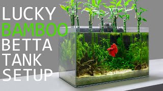 Building a Lucky Bamboo Betta Aquarium [upl. by Handal]