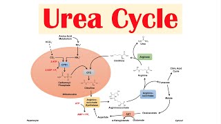 Urea Cycle  Purpose Enzymes amp Regulation [upl. by Thetes]