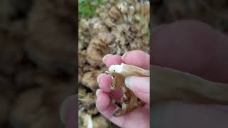 Hen of the Woods Identification Tips [upl. by Georgetta]