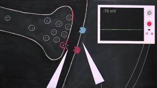 Postsynaptic Potentials [upl. by Elon]