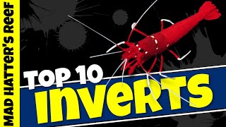 Top 10 Reef Tank Invertebrates [upl. by Sutherland653]