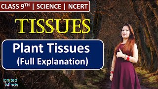 Class 9th Science Chapter 6  Plant Tissues Full Explanation  Tissues  NCERT [upl. by Shishko]