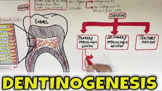 Dentinogenesis  Dentin Composition Structure Types and Formation [upl. by Annavoeg]