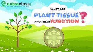 What are plant tissue and their function  Biology  Extraclasscom [upl. by Karp]