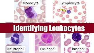 Identifying Leukocytes [upl. by Che]