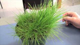 Cool Season Turfgrasses  Part 2 [upl. by Shane]