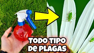 CREA este INSECTICIDA Casero que pocos CONOCEN para PLANTAS y elimina TODAS las plagas u Hormigas [upl. by Channa988]