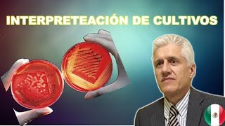 Microbiologia Cómo interpretar un cultivo Dr Alejandro Macías [upl. by Oryaj]