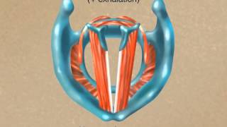 How the Larynx Produces Sound [upl. by Atinit498]