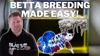 EASY How to Breed Bettas Step by Step [upl. by Aisak]