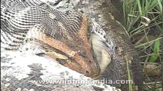 Python swallows a monkey whole [upl. by Cristoforo684]