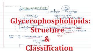 18 Glycerophospholipids Common Structure and Classification [upl. by Chilson]