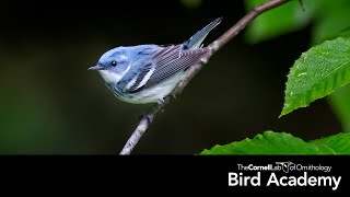 Warbler ID [upl. by Elades]