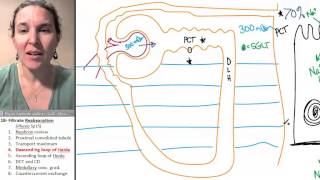 Reabsorption 4 Descending loop of Henle [upl. by Suivatram786]