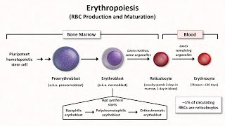 Normal RBC Physiology Including erythropoiesis [upl. by Kari]