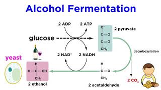 Anaerobic Respiration and Fermentation [upl. by Ennaoj873]