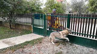 Czechoslovakian Wolfdogs Reaction When See the Postman [upl. by Sall]