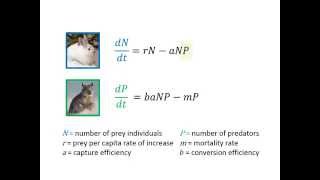 Predation Part 3 Exploitation amp Population Cycles [upl. by Yrellih]