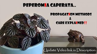 Peperomia Caperata Propagation amp Care tips [upl. by Lucy]