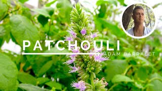 Patchouli  The Oil of Presence and Solitude [upl. by Ardis]