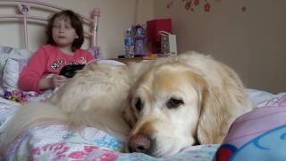 How an autism assistance dog helps [upl. by Matias131]