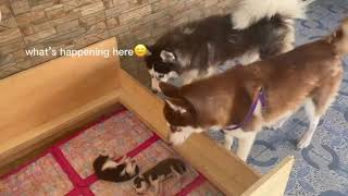 HUSKY PUPPIES MEET THEIR DAD [upl. by Manon99]