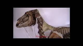 Articulaciones intervertebrales del equino [upl. by Im]