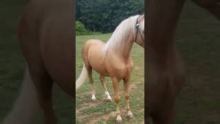 GORGEOUS Palomino Trail Gelding For Sale 143 [upl. by Ydda899]