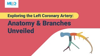 Exploring the Left Coronary Artery Anatomy amp Branches Unveiled [upl. by Niwre386]