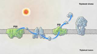 Photosynthesis  HHMI BioInteractive Video [upl. by Forcier]